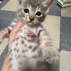 可愛い懐っこい子です