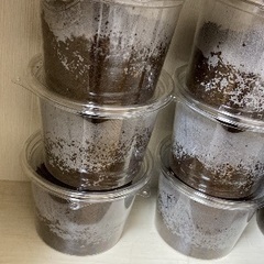 国産カブトムシ幼虫(3齢)5匹セットの画像
