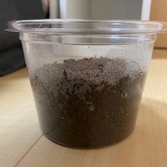国産カブトムシ幼虫(3齢)5匹セットの画像