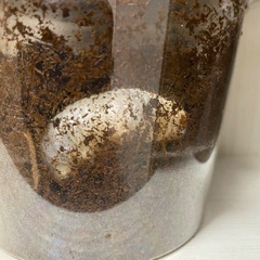 国産カブトムシ幼虫(3齢)5匹セットの画像