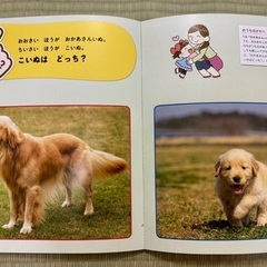 【新品に近い】1歳のどっち？クイズたべもの・どうぶつの画像