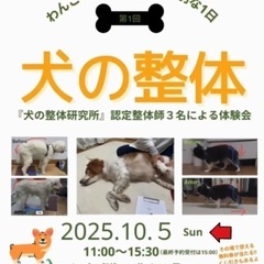 【横浜】【わんこ整体】【キャンペーン特別価格】