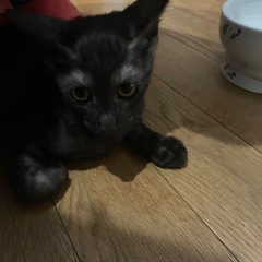 黒猫 生後4ヶ月、避妊手術済み、診察ノミダニ駆除済み検便済み