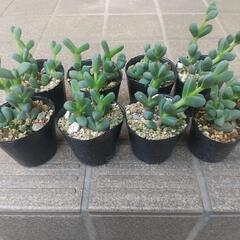 多肉植物 レーマニー🌼の画像