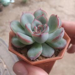 多肉植物 チワワエンシス🐶の画像