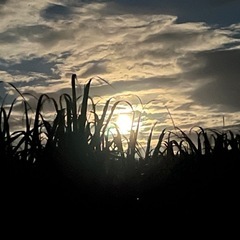 ウージ（サトウキビ）の画像