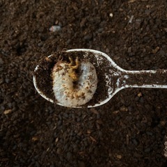 カブトムシ幼虫の画像