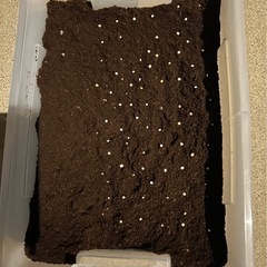 カブトムシ幼虫の画像