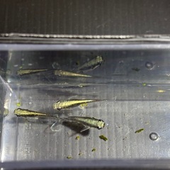 メダカ　15匹　富嶽ブラックの画像