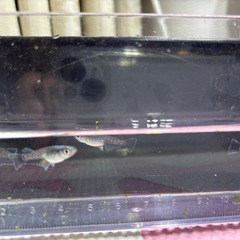 メダカ　15匹　富嶽ブラックの画像