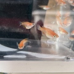 メダカ　楊貴妃ダルマ、ショート　5匹の画像