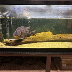 ダトニオプラスワン　約30cm 人口餌のみ飼育の画像