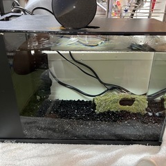 GEX ラクテリア ブラックの画像