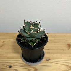 アガベ　チタノタ　ハデスの画像