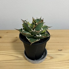 アガベ　チタノタの画像
