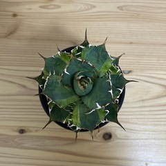 アガベ　チタノタの画像