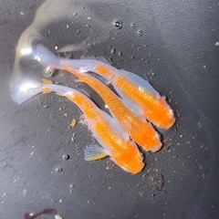 オランジェメダカ卵の画像