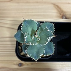 アガベ　チタノタ　フィリグリーの画像
