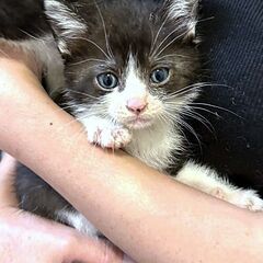 【ホコ♂】可愛いハチワレの子猫※代理投稿