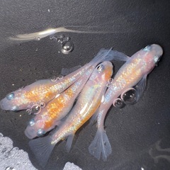王華メダカ卵の画像