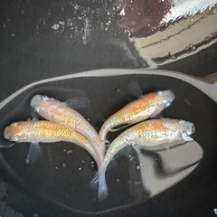 王華メダカ卵の画像