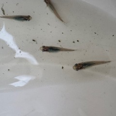 深海メダカ卵の画像