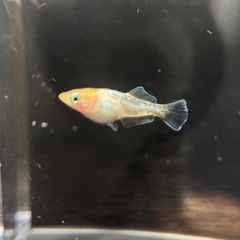 夢メダカの画像