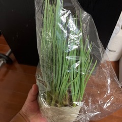 二十日ネギ　自家栽培の画像