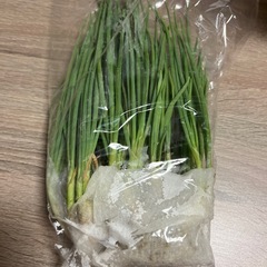 二十日ネギ　自家栽培の画像