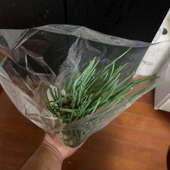 二十日ネギ　自家栽培の画像