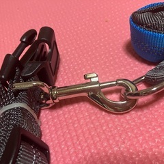 犬用リードの画像