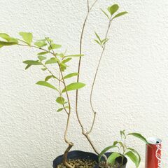グワバとレイシの苗の画像