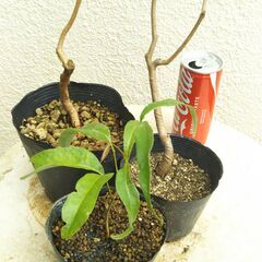 グワバとレイシの苗の画像