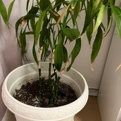 観葉植物の画像