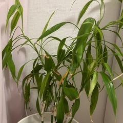 観葉植物の画像