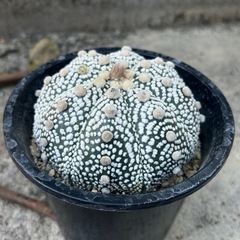 大型サボテンまとめての画像