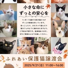 ふれあい保護猫譲渡会