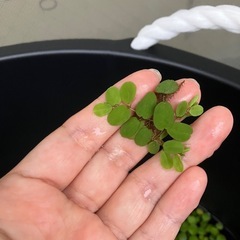 メダカ用に/   浮草/オオサンショウモ他の画像