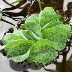 メダカ用に/   浮草/オオサンショウモ他の画像
