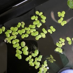メダカ用に/   浮草/オオサンショウモ他の画像