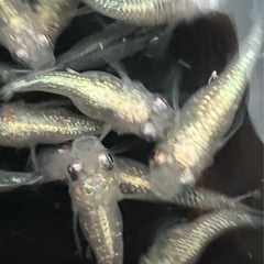 夜閃光ダルマ（めだか・メダカ）の画像
