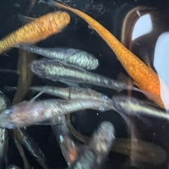 ⚠️１名様限定⚠️🐟ミックスめだか50匹🐟の画像