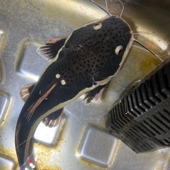 熱帯魚の画像