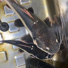熱帯魚の画像