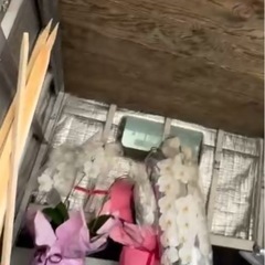胡蝶蘭 花 綺麗 インテリア コチョウラン 大量 安い 引き取りの画像