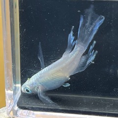 9月18日メダカ各種の画像