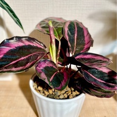 黒の葉⁉︎希少種！カラテアドッティ！ 昼と夜は表情が変わります♪お世話も簡単ですの画像