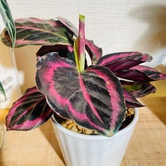 黒の葉⁉︎希少種！カラテアドッティ！ 昼と夜は表情が変わります♪お世話も簡単ですの画像