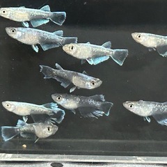 メダカ フロマージュ×グラディオ若魚の画像