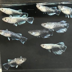メダカ フロマージュ×グラディオ若魚の画像
